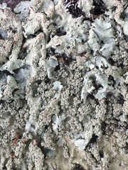 Flavoparmelia baltimorensis image