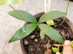 Zamia loddigesii
