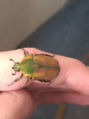 Cotinis mutabilis malina