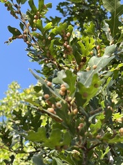 Xanthoteras eburneum