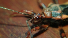 Acanthaspis ruficeps