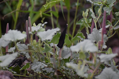 Aristolochia wrightii