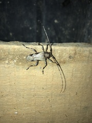 Oreodera bituberculata