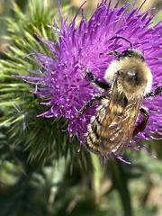 Bombus appositus