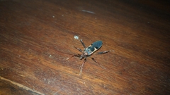 Acanthaspis ruficeps