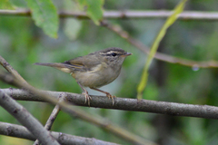 Phylloscopus schwarzi