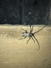 Oreodera bituberculata