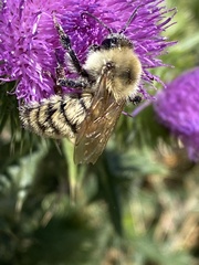 Bombus appositus