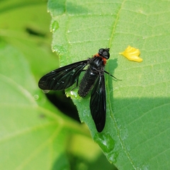 Cyananthrax cyanopterus