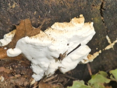 Fuscopostia fragilis