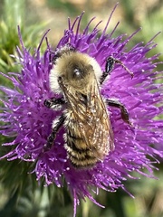 Bombus appositus
