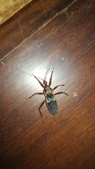 Acanthaspis ruficeps