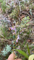 Lespedeza virginica