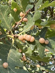 Xanthoteras eburneum