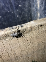 Oreodera bituberculata