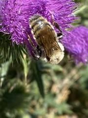 Bombus appositus