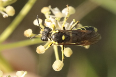 Tenthredo arcuata