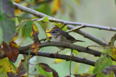Phylloscopus schwarzi