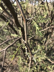 Prosopis velutina