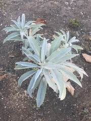 Salvia apiana
