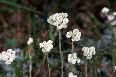 Antennaria parvifolia