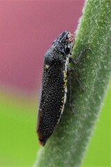 Paraulacizes irrorata