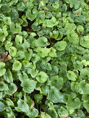 Maianthemum dilatatum