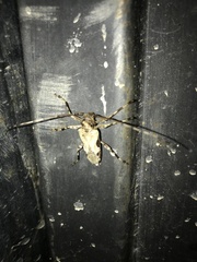 Oreodera bituberculata