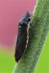 Paraulacizes irrorata