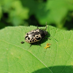 Calligrapha diversa