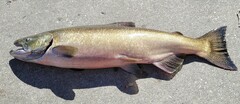 Oncorhynchus tshawytscha