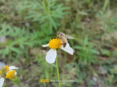Apis mellifera