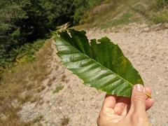Castanea mollissima