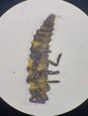 Coleomegilla maculata