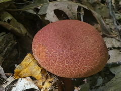 Aureoboletus russellii
