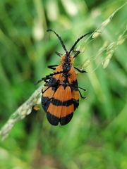 Calopteron