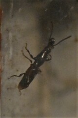 Arrhenodes minutus