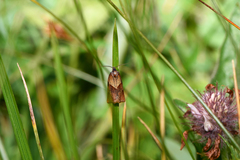 Philedone gerningana