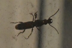 Arrhenodes minutus