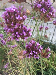 Verbena bonariensis