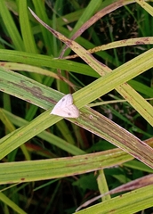 Macrochilo absorptalis
