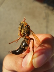 Sphecius speciosus