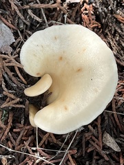 Hohenbuehelia petaloides