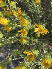 Grindelia squarrosa