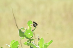 Hypolimnas misippus