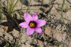 Romulea