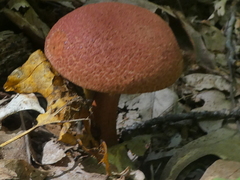 Aureoboletus russellii