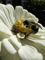 Bombus impatiens