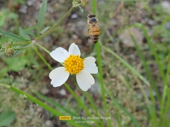 Apis mellifera