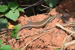 Eutropis